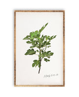 Botanical Prints | 17 x 25" Wood Framed Wall Art | Single or Bundle Set