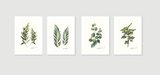 Botanical Prints | 13 x 19" Art Paper Prints